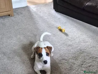 Jack Russell dogs Jack Russel puppies - Advert 1