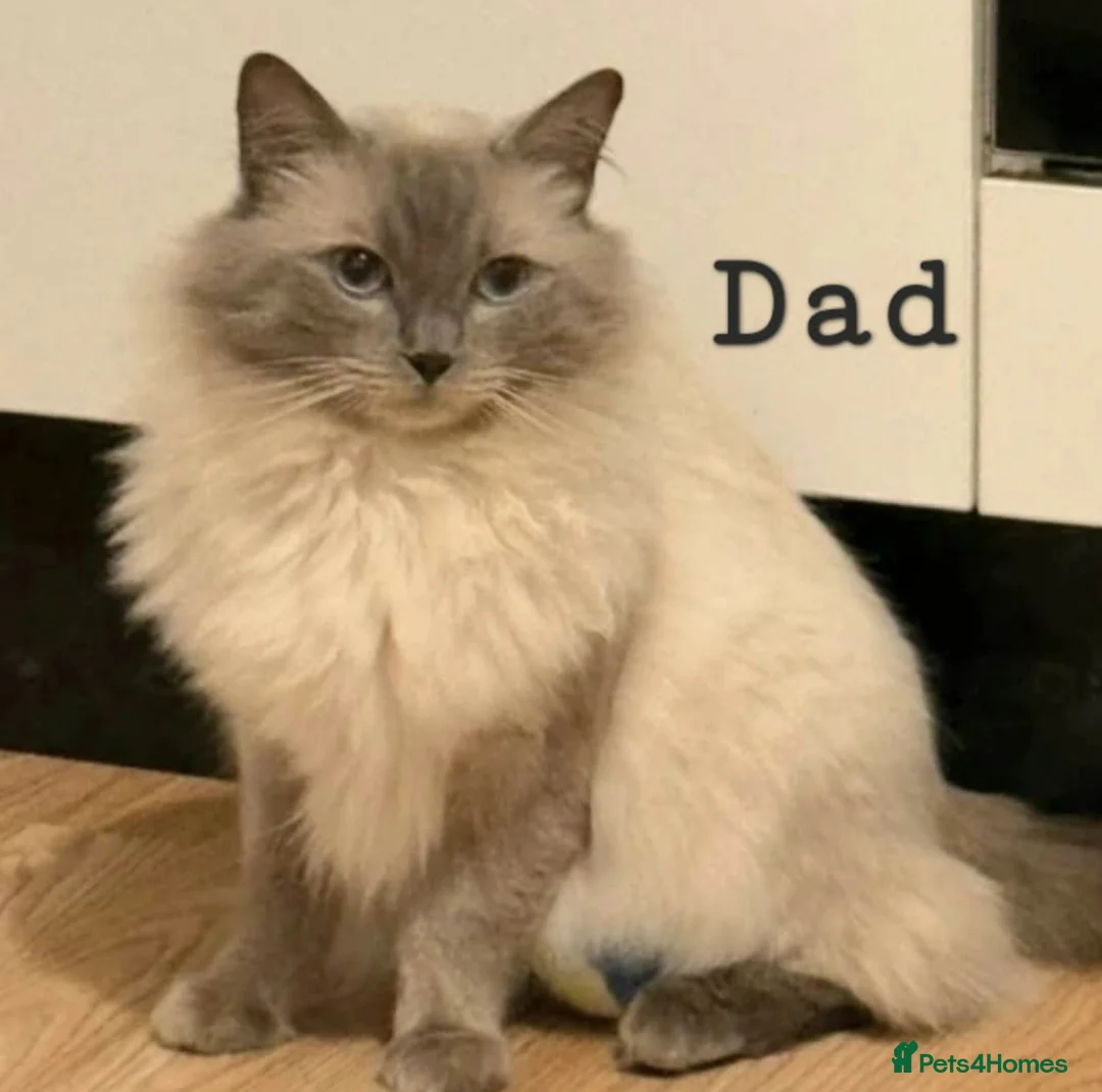 Ragdoll cats for sale: Ragdoll kittens - Advert 17