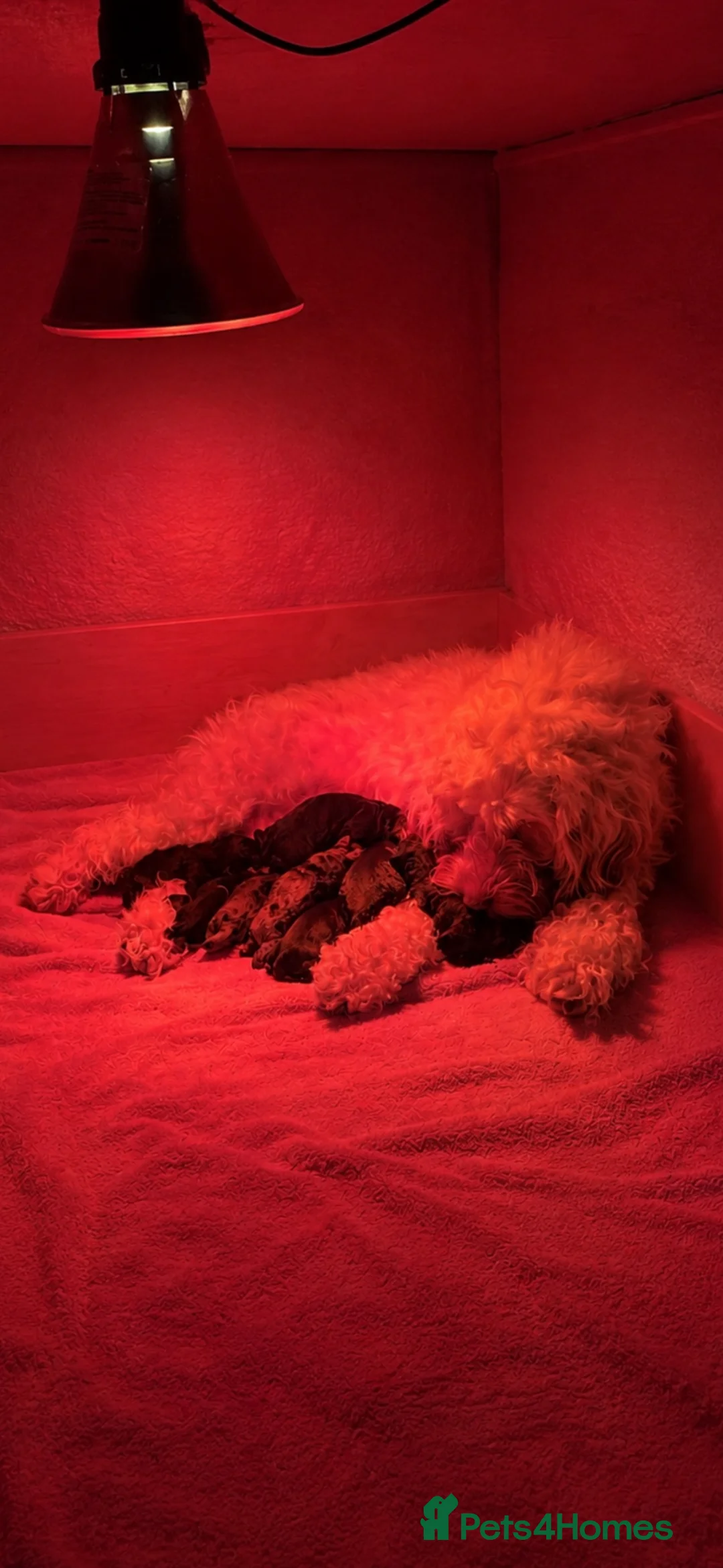 Cockapoo dogs for sale: F1b cockapoo puppies ready in 2 weeks - Advert 8