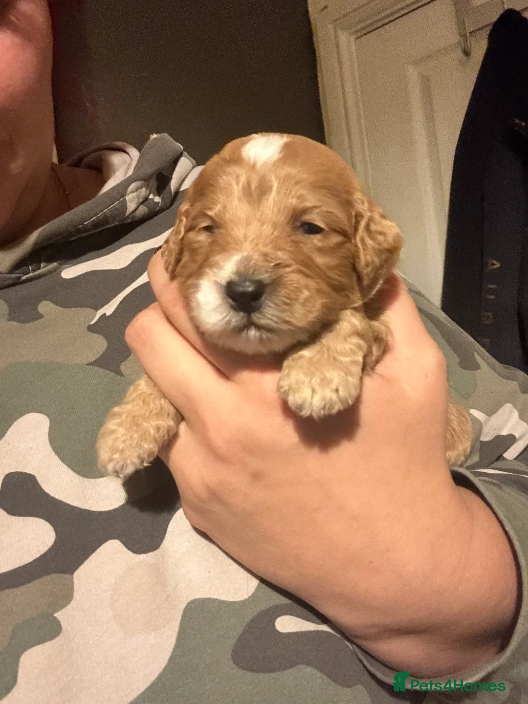 Toy Poodle dogs for stud: Gorgeous Red Toy Poodle KG REG & Health tested  - Advert 14