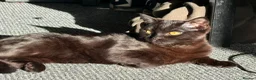 Domestic Shorthair cats for sale: Kitten for Adoption - Advert 2