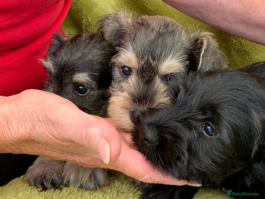 Miniature Schnauzer dogs for sale: Happy healthy miniature Schauzer puppies - Image 34