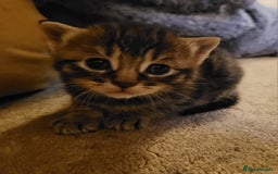 Mixed Breed cats for sale: Adorable White/Tabby Kittens Looking for Homes! 🐾 - Image 7