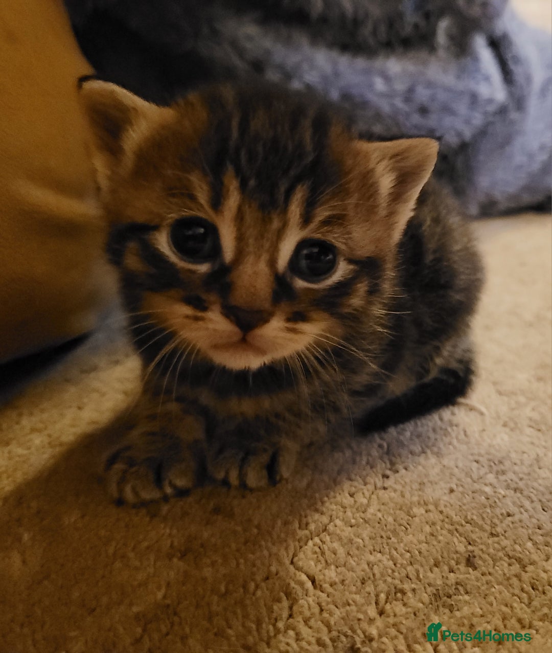 Mixed Breed cats for sale: Adorable White/Tabby Kittens Looking for Homes! 🐾 - Image 7