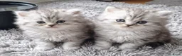 Persian cats for sale: Persian chinchilla kittens  - Advert 7
