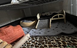 Guinea Pig rodents for sale: Guinea pigs male for rehome + cage for sale - Image 8
