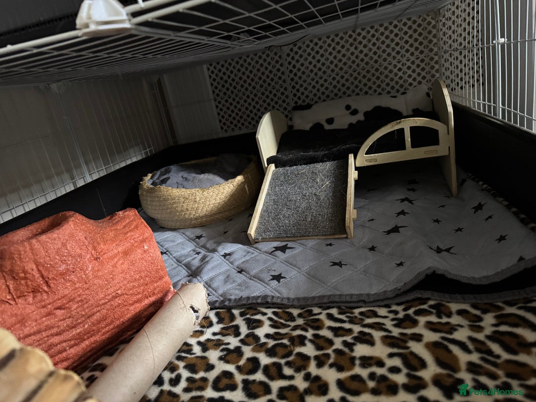 Guinea Pig rodents for sale: Guinea pigs male for rehome + cage for sale - Image 8