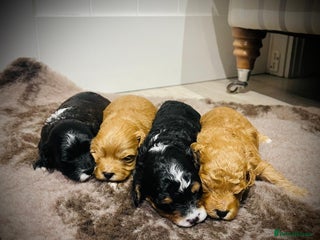 Cavapoo dogs Stunning F1b Cavapoo puppies - Advert 1