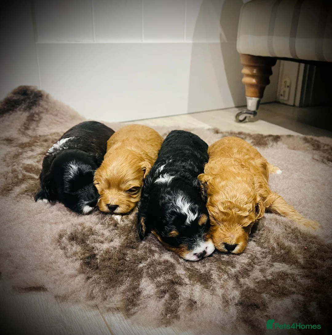 Cavapoo dogs for sale: Stunning F1b Cavapoo puppies  - Advert 9