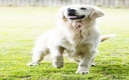 Golden Retriever dogs for sale: Newmiller Retrievers Upcoming Litter Announcement  - Advert 6