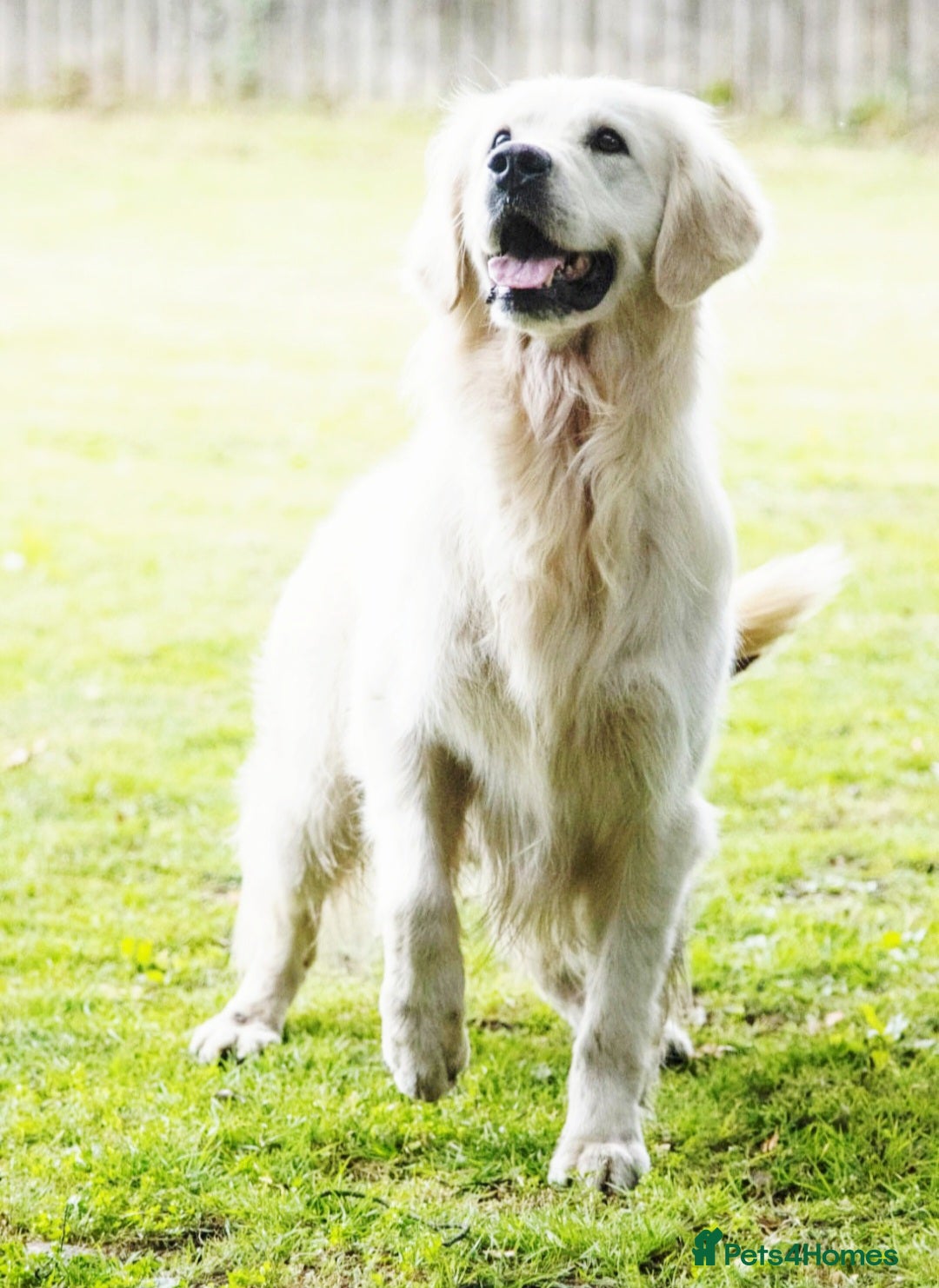 Golden Retriever dogs for sale: Newmiller Retrievers Upcoming Litter Announcement  - Advert 6