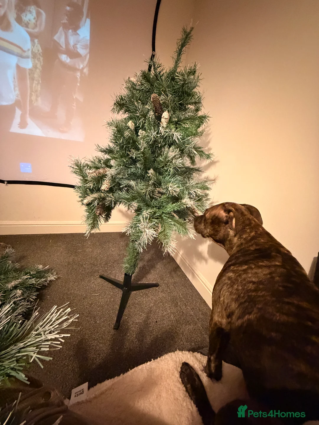 Staffordshire Bull Terrier dogs for sale: Male and female staff desperately need loving home - Advert 7