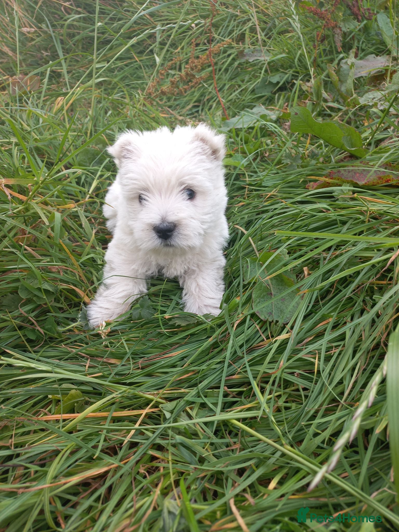 West Highland Terrier dogs Wonderful West Highland White Terrier Girl Puppy - Advert 2