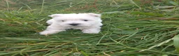 West Highland Terrier dogs for sale: Wonderful West Highland White Terrier Girl Puppy - Advert 1