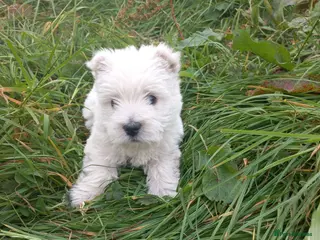 West Highland Terrier dogs Wonderful West Highland White Terrier Girl Puppy - Advert 2