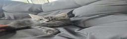 Maine Coon cats for sale: 3 beautiful maincoon kittens , - Advert 4