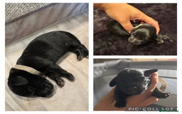 Mixed Breed dogs for sale: Collie cross (Dollie’s) - Image 4