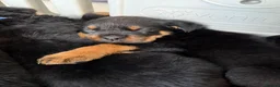 Rottweiler dogs for stud: Reggie  - Advert 5