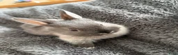 Netherland Dwarf rabbits for sale: Netherland dwarf baby rabbits   - Advert 2