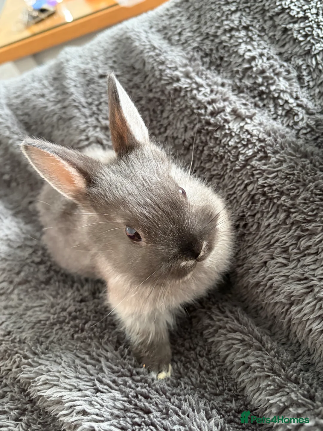 Netherland Dwarf rabbits for sale: Netherland dwarf baby rabbits   - Advert 2