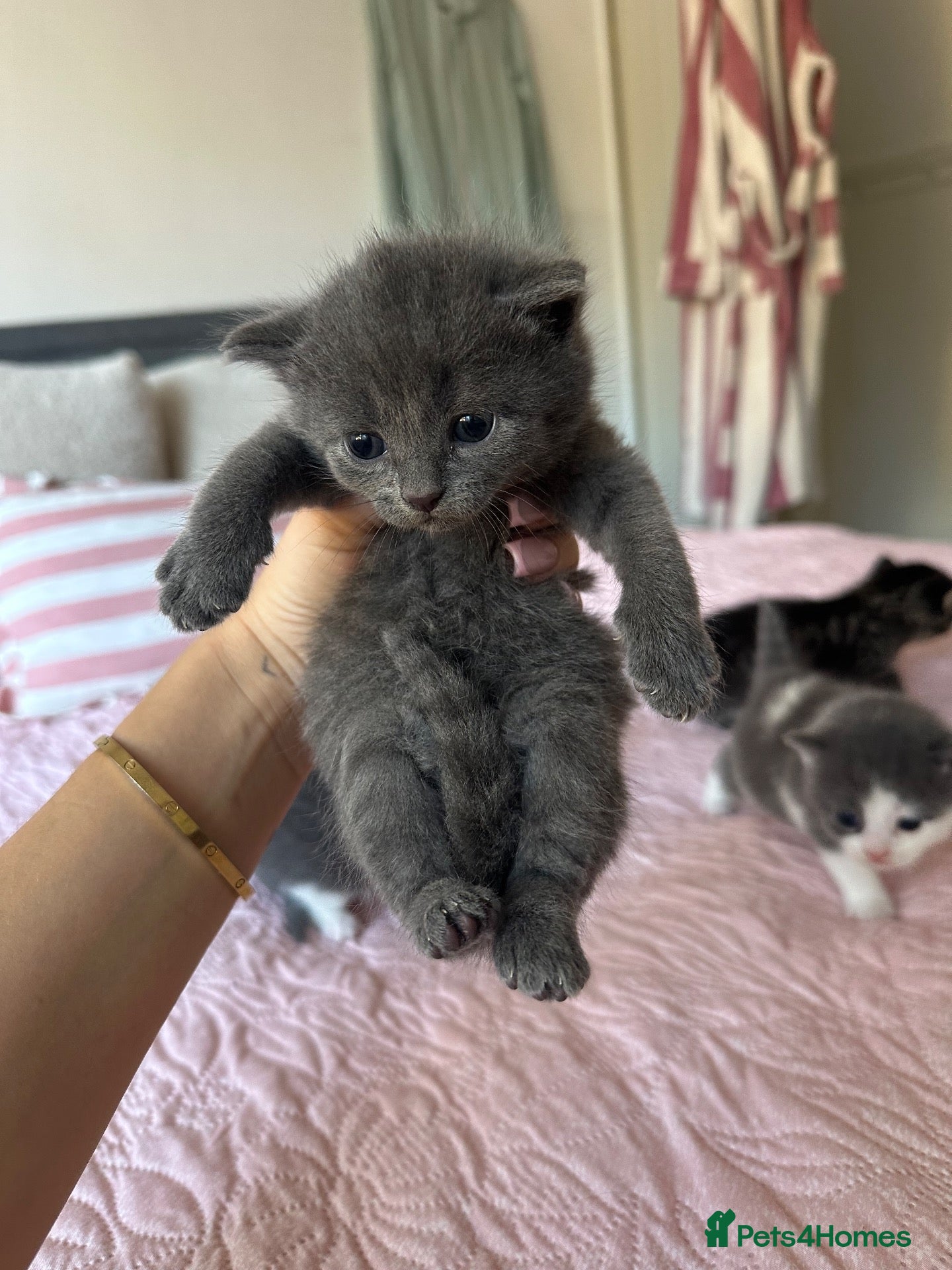 Mixed Breed cats 5 Kittens Available  - Advert 2