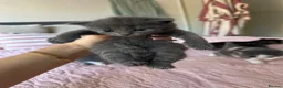 Mixed Breed cats for sale: 5 Kittens Available  - Advert 1