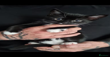 Mixed Breed cats - Advert 11