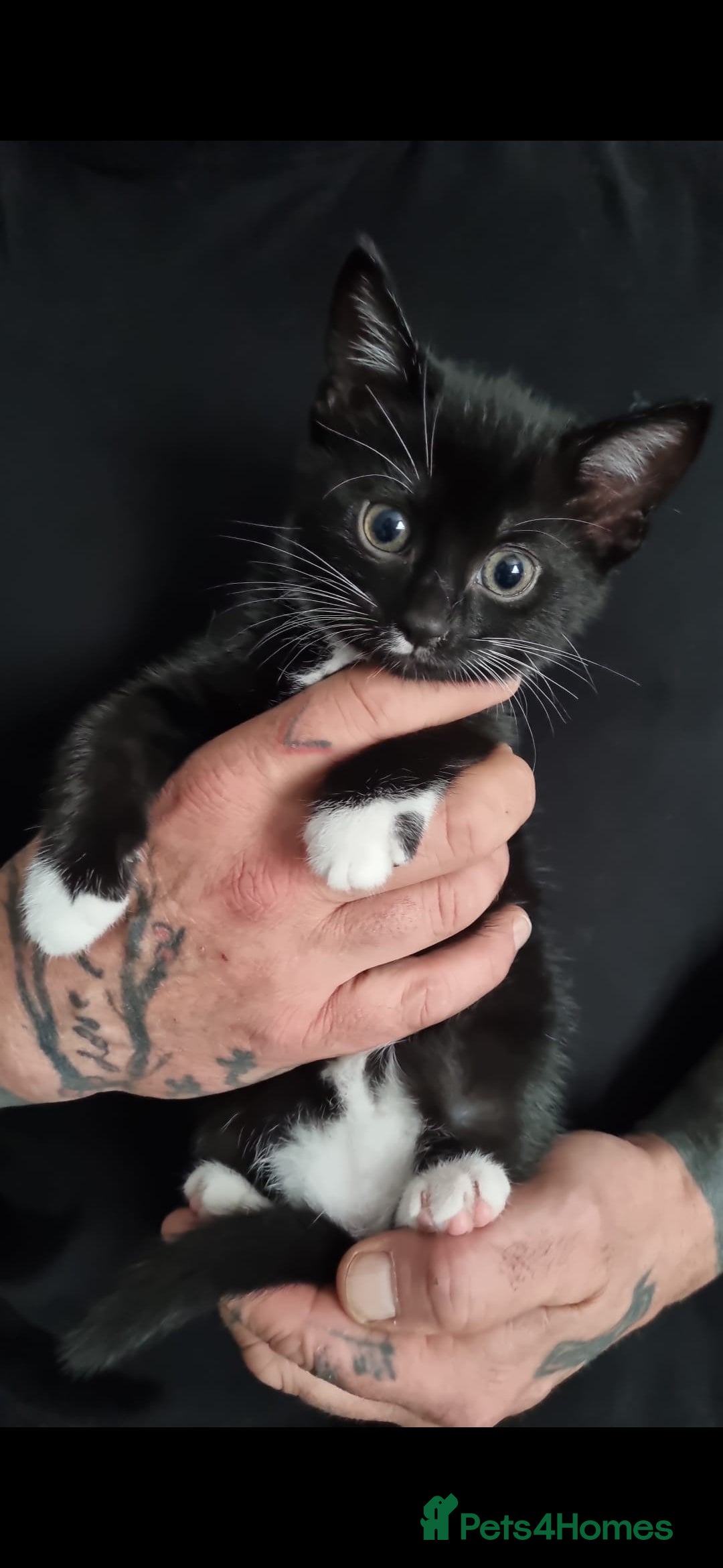 Mixed Breed cats for sale: Beautiful black and white kittens  - Image 2
