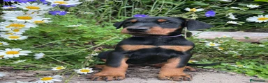Dobermann Puppy 2