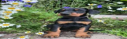 Dobermann dogs for sale: Outstanding KC Health tested Doberman puppies  - Advert 2