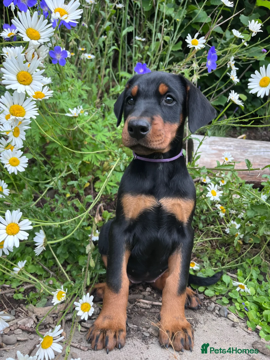 Dobermann dogs for sale: Outstanding KC Health tested Doberman puppies  - Advert 2