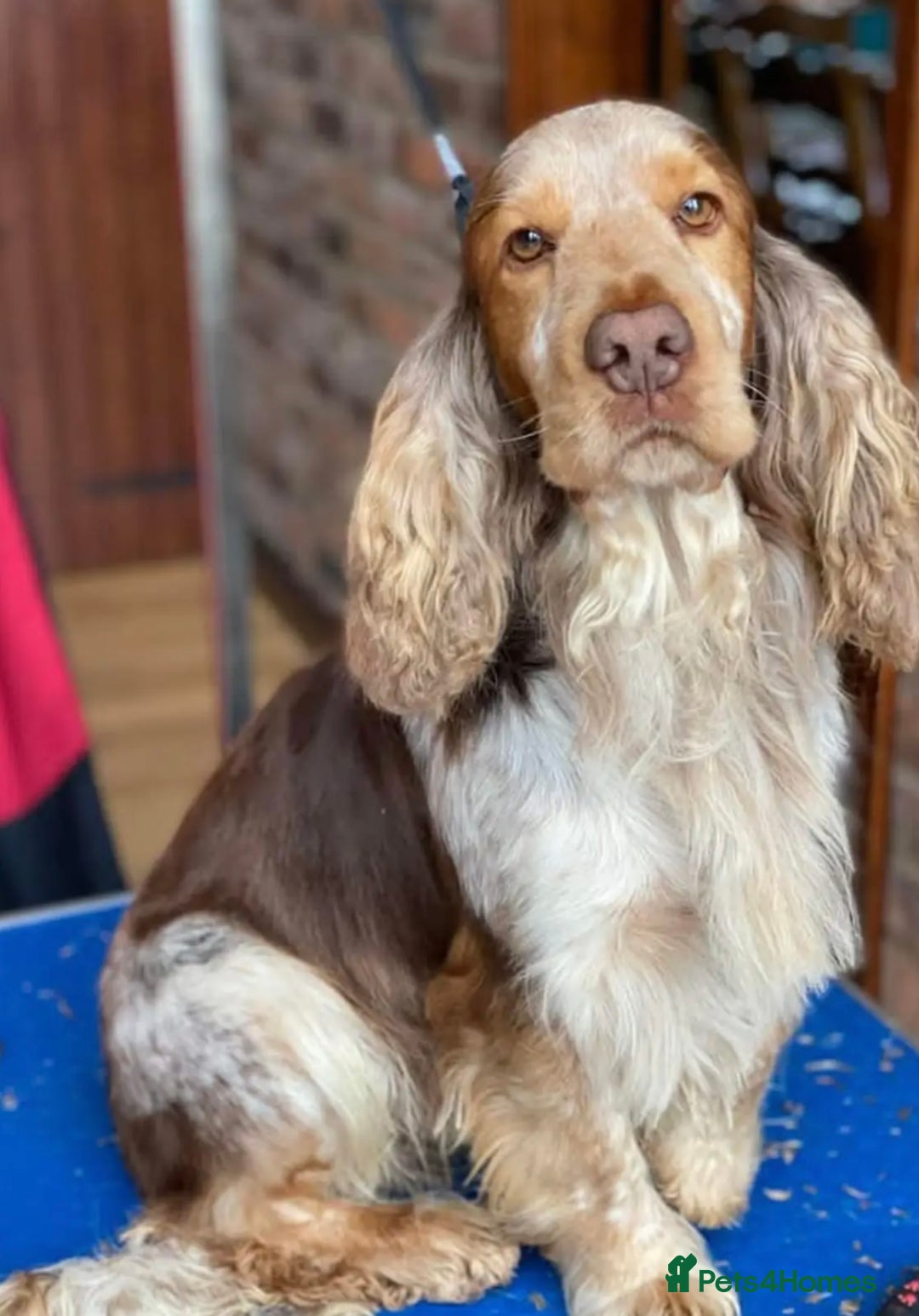 Cocker Spaniel dogs for sale: Quality Show Type Cocker Spaniel Puppies - Image 7