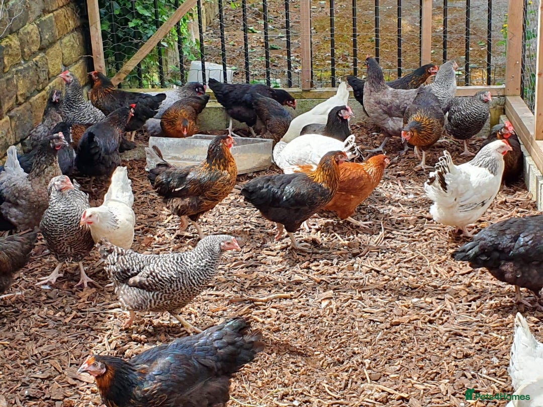 Chickens poultry for sale: Chickens for sale  - Advert 2