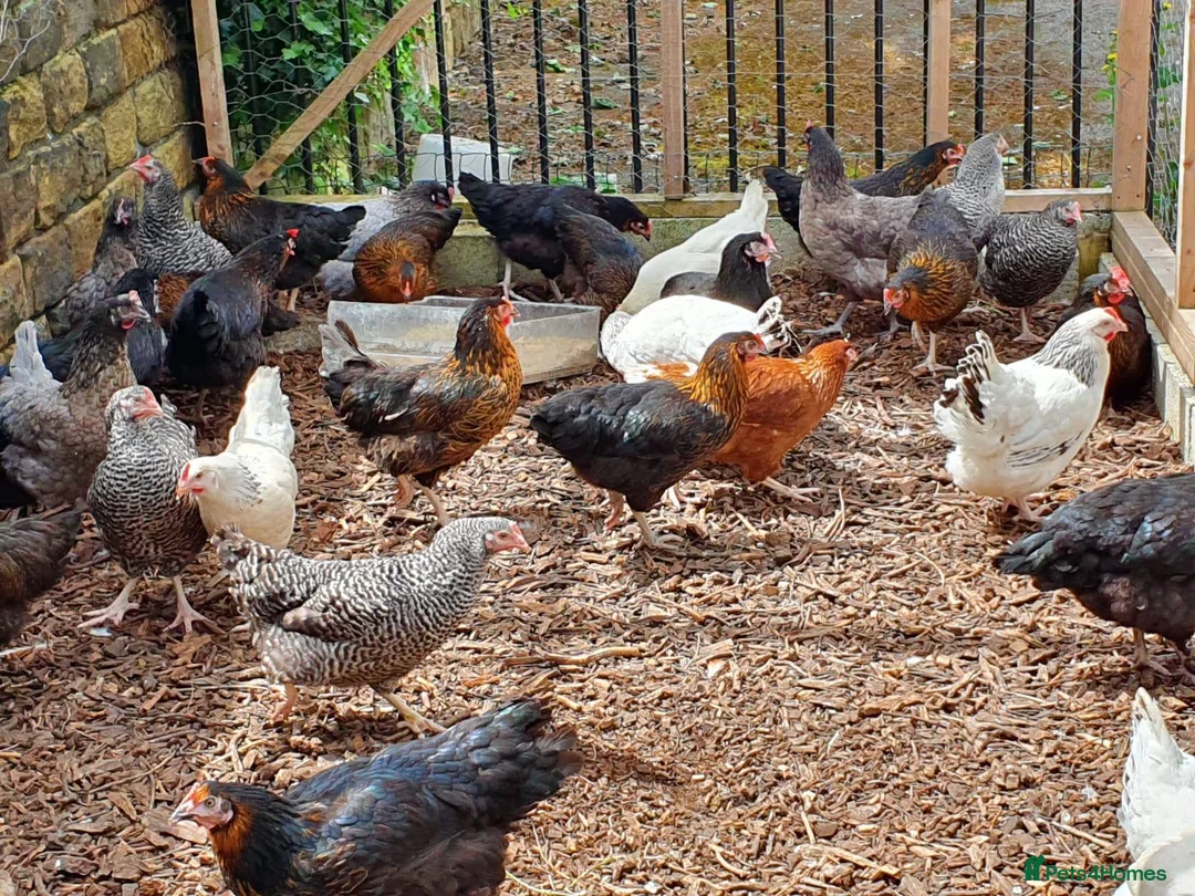 Chickens poultry for sale: Chickens for sale  - Advert 2