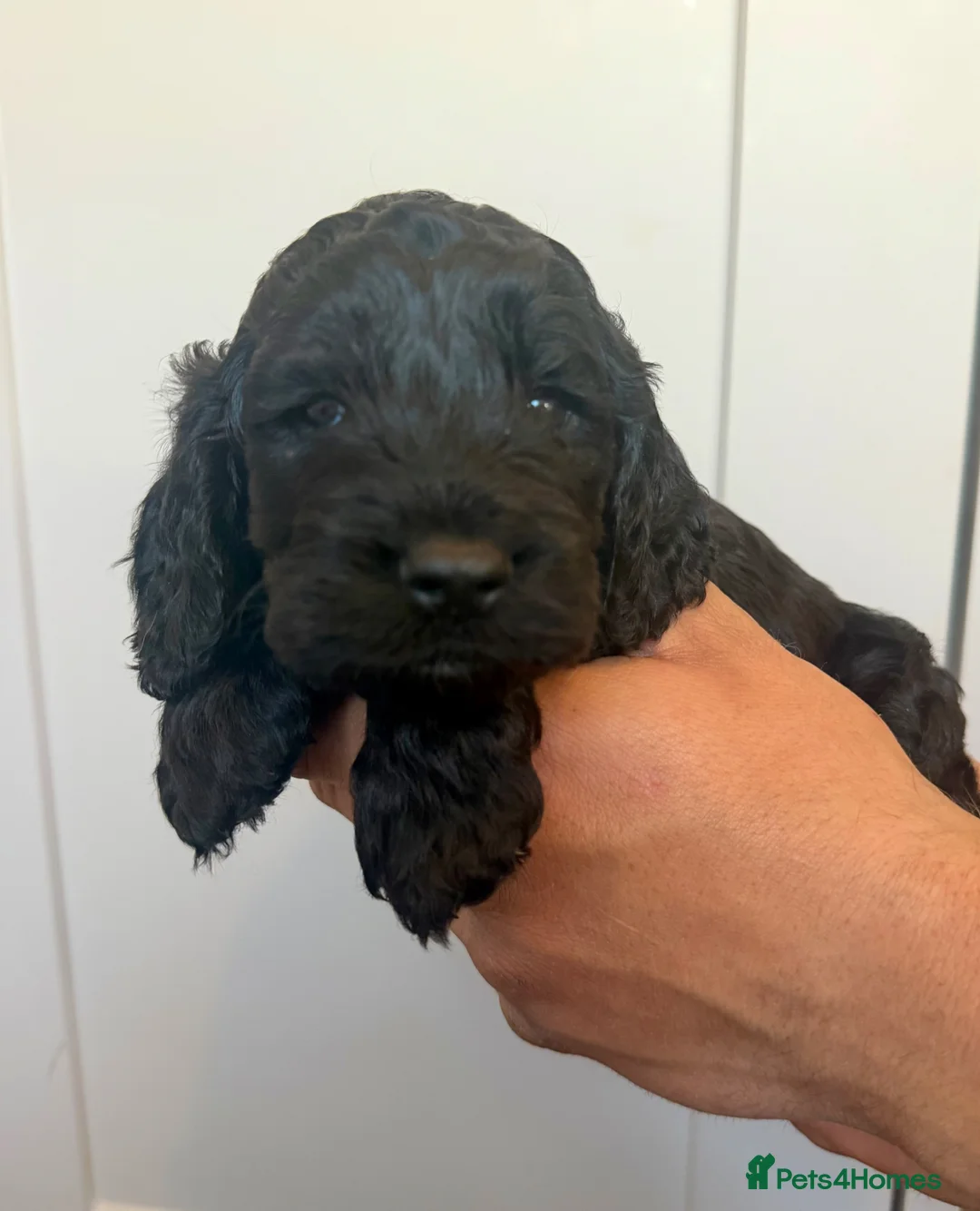 Cockapoo dogs for sale: Cockapoo puppies for sale. Ready in 4weeks  - Advert 2