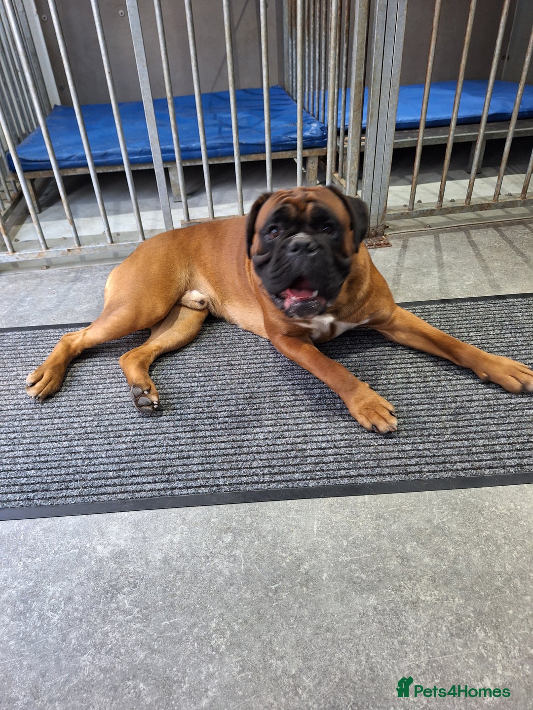 Boxer dogs for stud: KC REG BOXER STUD PROVEN. 0 HEART SCORE - Advert 1