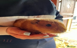 Guinea Pig rodents for sale: Gorgeous Rex baby boy guinea pigs  - Image 4