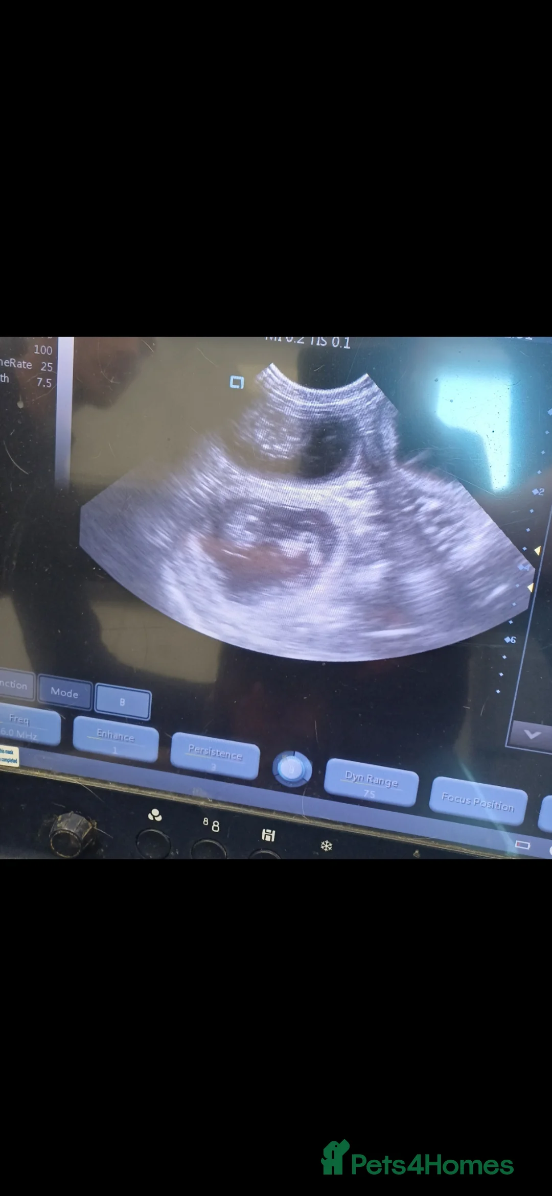 Miniature Dachshund dogs for stud: Experienced Choc & Tan Mini - KC Reg & DNA CLEAR - Advert 4