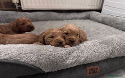 Cockapoo dogs for sale: Beautiful F1 Cavapoo pups  - Image 3