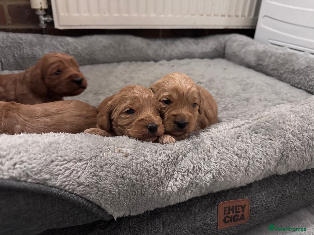 Cockapoo dogs for sale: Beautiful F1 Cavapoo pups  - Image 3