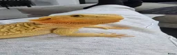 Bearded Dragon reptiles for sale: Female bearded dragon in Nantwich - Advert 2