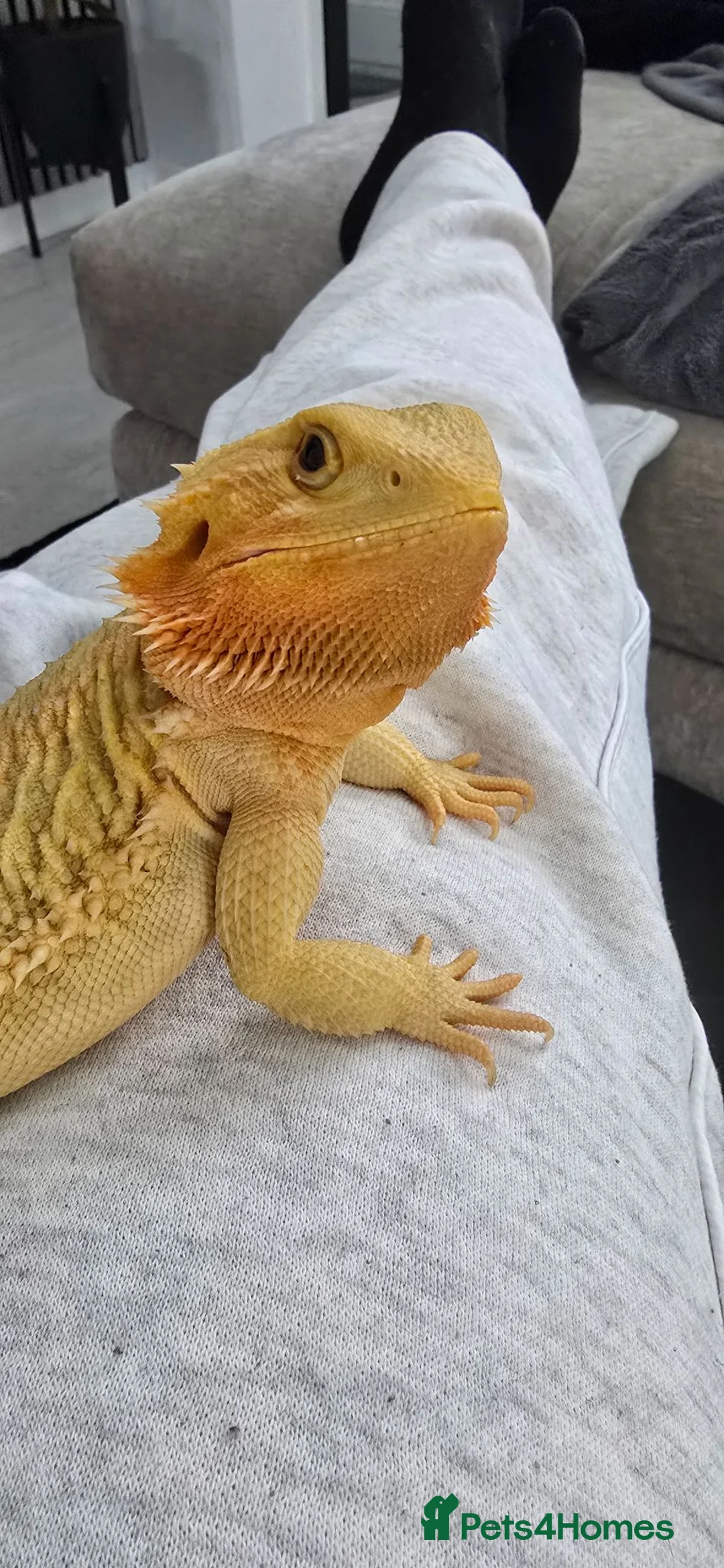 Bearded Dragon reptiles for sale: Female bearded dragon in Nantwich - Advert 2