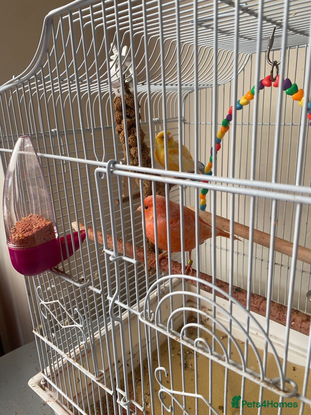 Canaries birds for sale: Male and female canary pair - Image 4