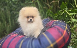 Pomeranian dogs for sale: XXS🐶KC REG🐾Pomeranian Puppies for sale🐶 in Brentwood - Image 3