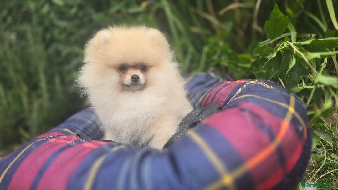 Pomeranian dogs for sale: XXS🐶KC REG🐾Pomeranian Puppies for sale🐶 in Brentwood - Image 3