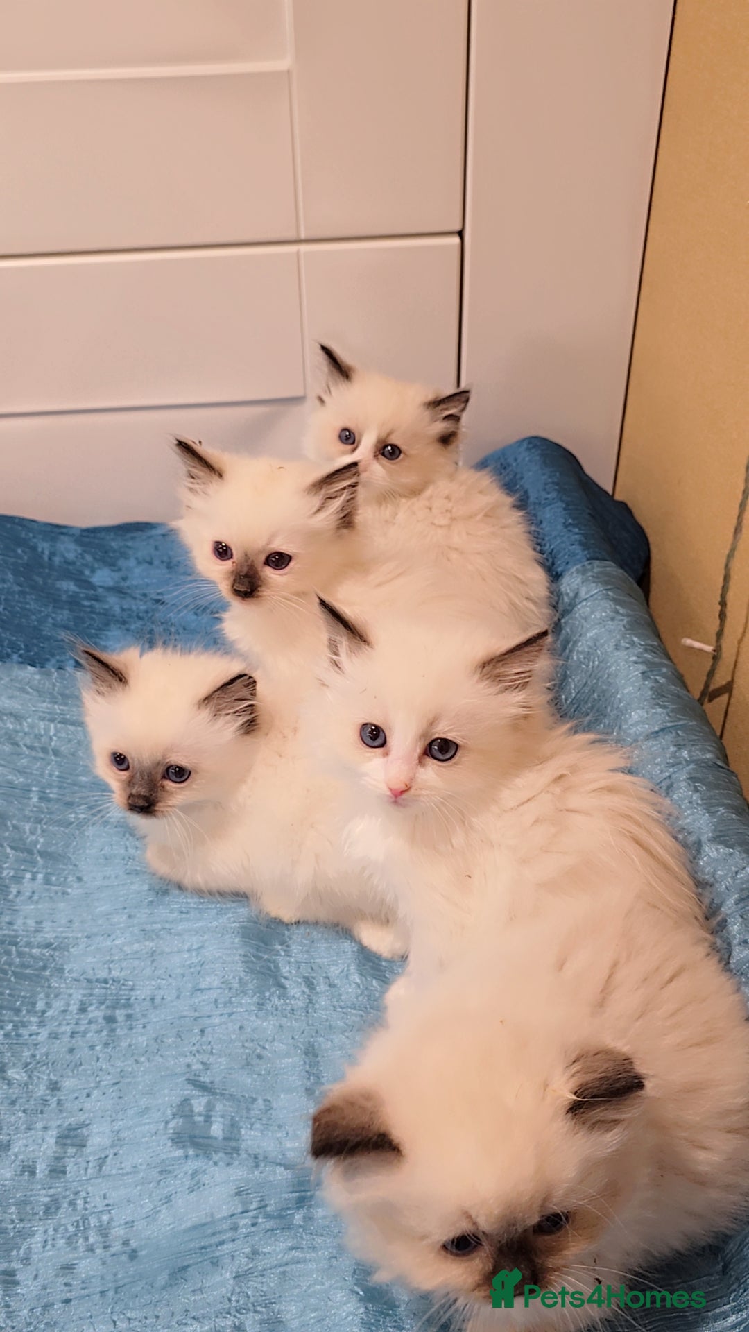 Ragdoll cats for sale: TICA REGISTERED KITTENS/Active - Advert 10