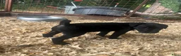Patterjack dogs for sale: Patterjack puppies  in Conwy - Advert 3