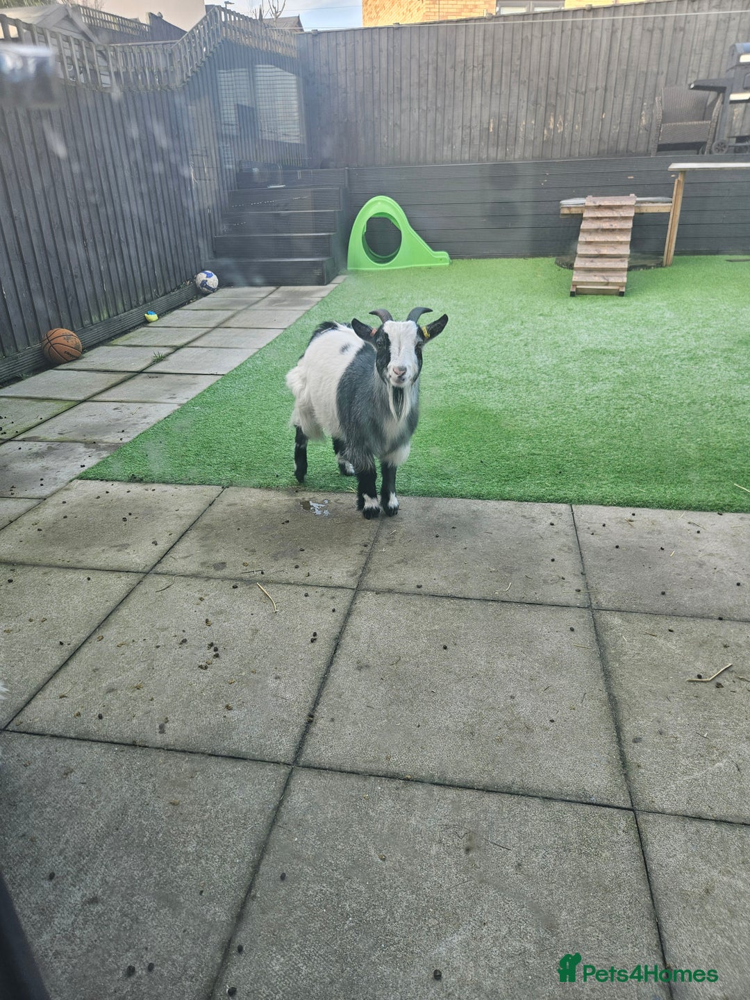 Goats livestock for sale: 2 pygmy goat wethers - Advert 2