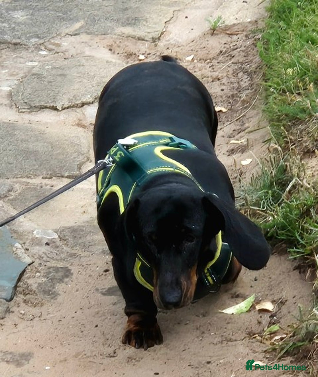 Dachshund dogs for sale: 🐾 Free to a Loving, Experienced Home - Advert 6