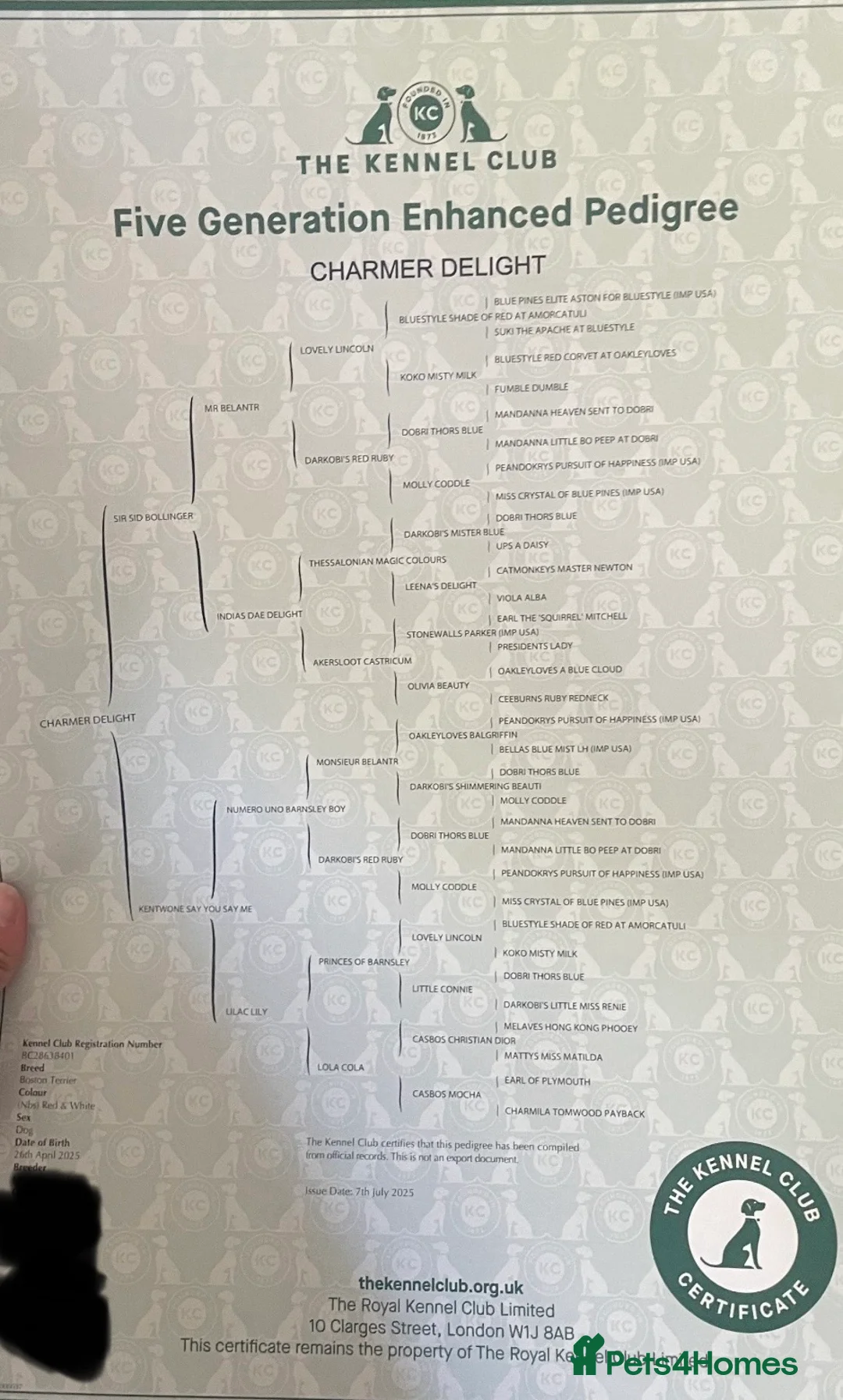 Boston Terrier dogs for sale: KC Registered Lilac Male Boston Terrier-11Months  in Leeds - Advert 5